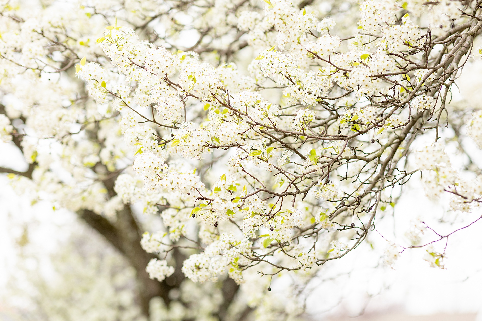 white flowers blossoming on tree