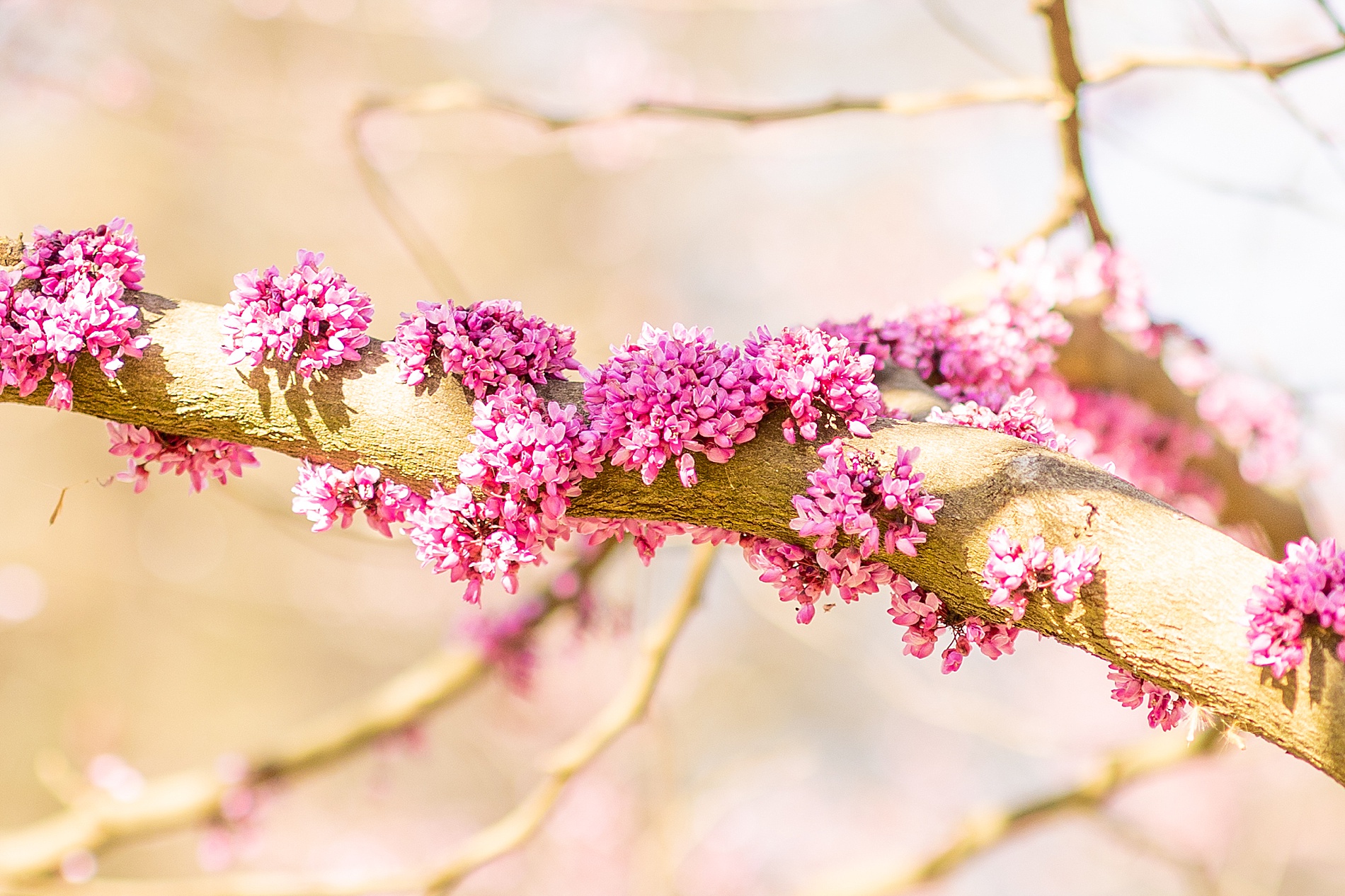 beautiful pink flowers on branch