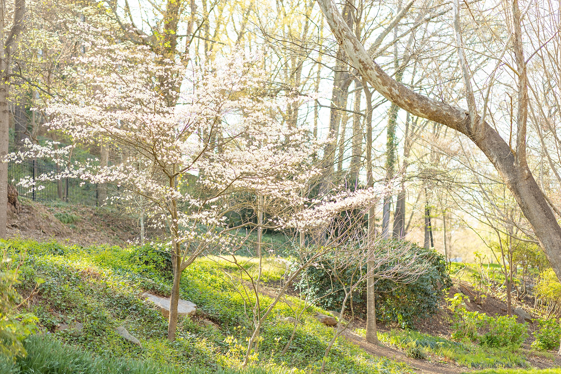 spring in the park at Greenville SC 