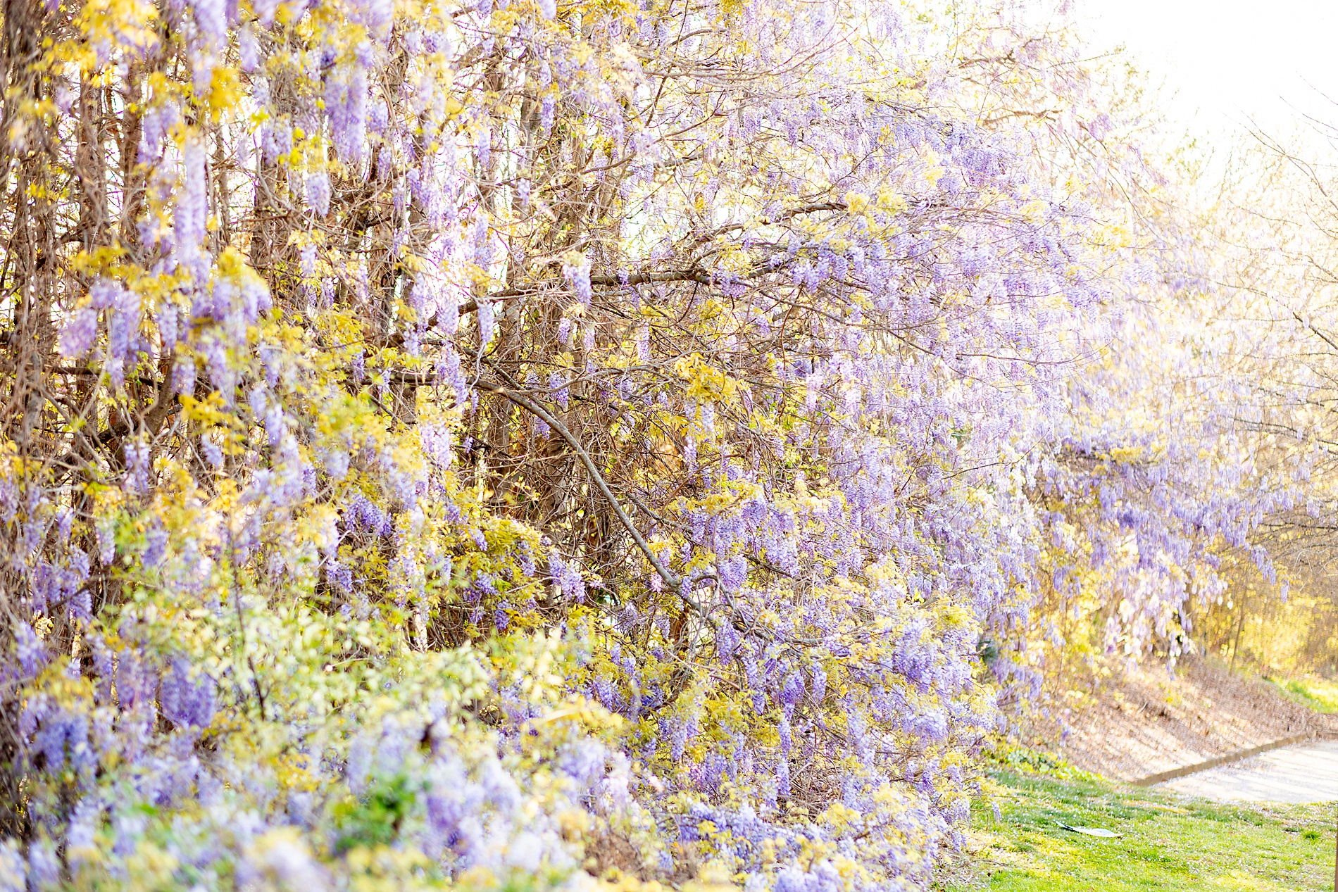 beautiful lilac wisterias
