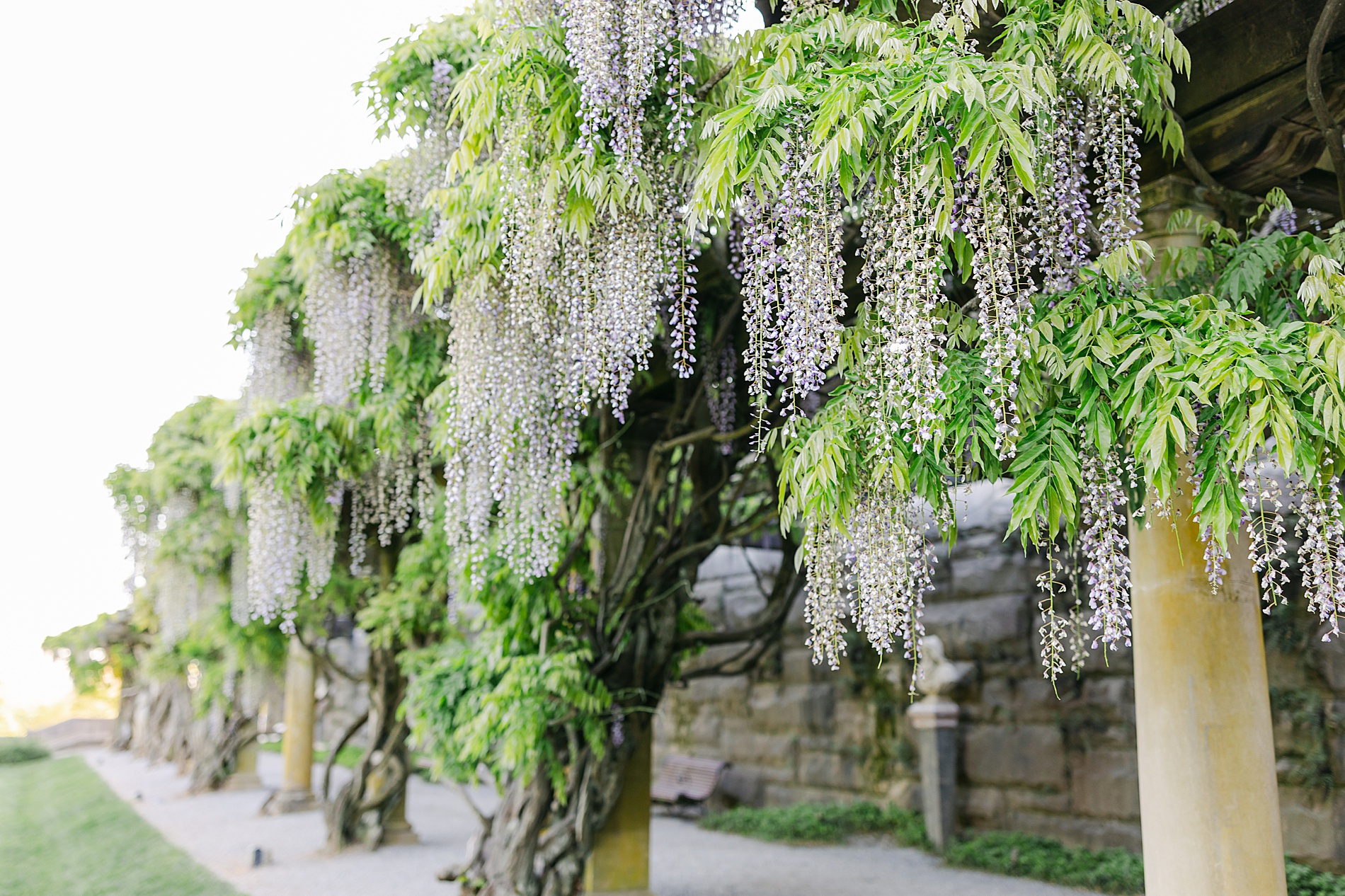 beautiful blooming wisteria flowers