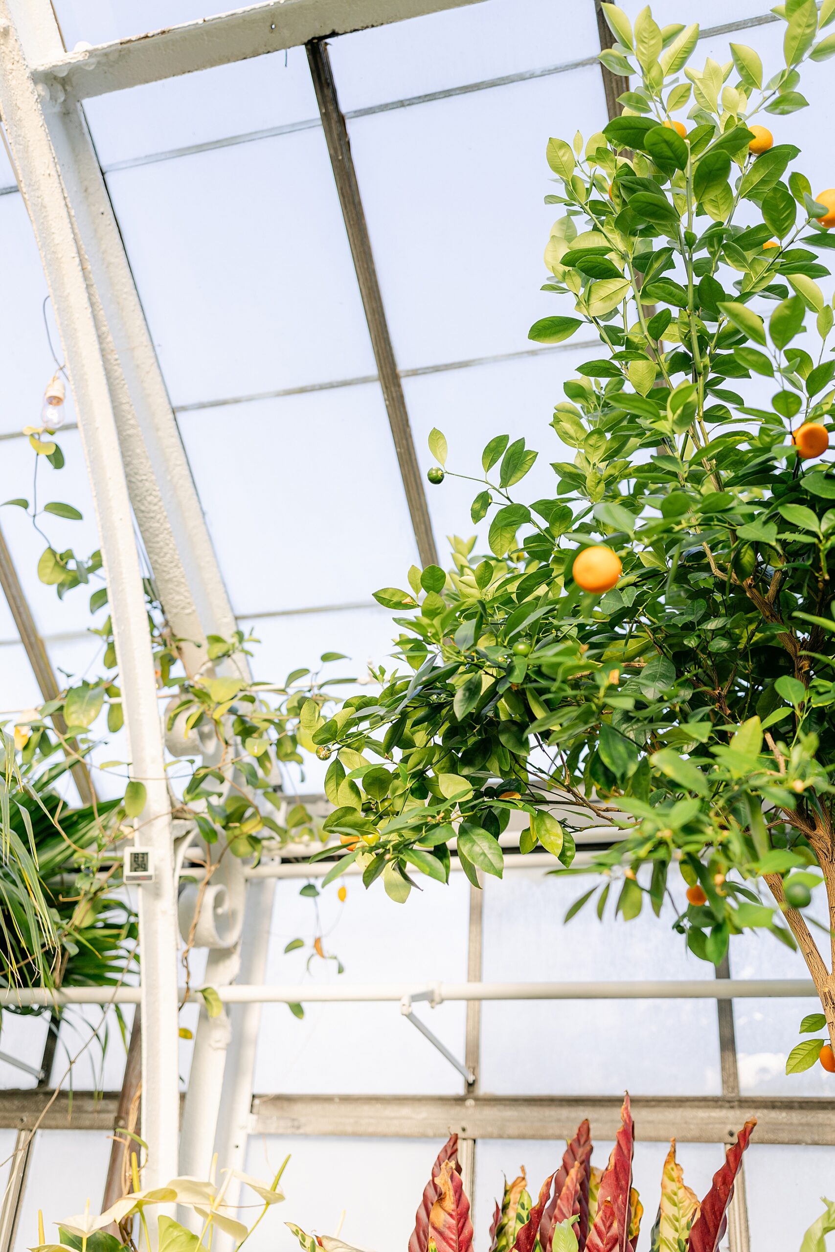 orange tree in conservatory