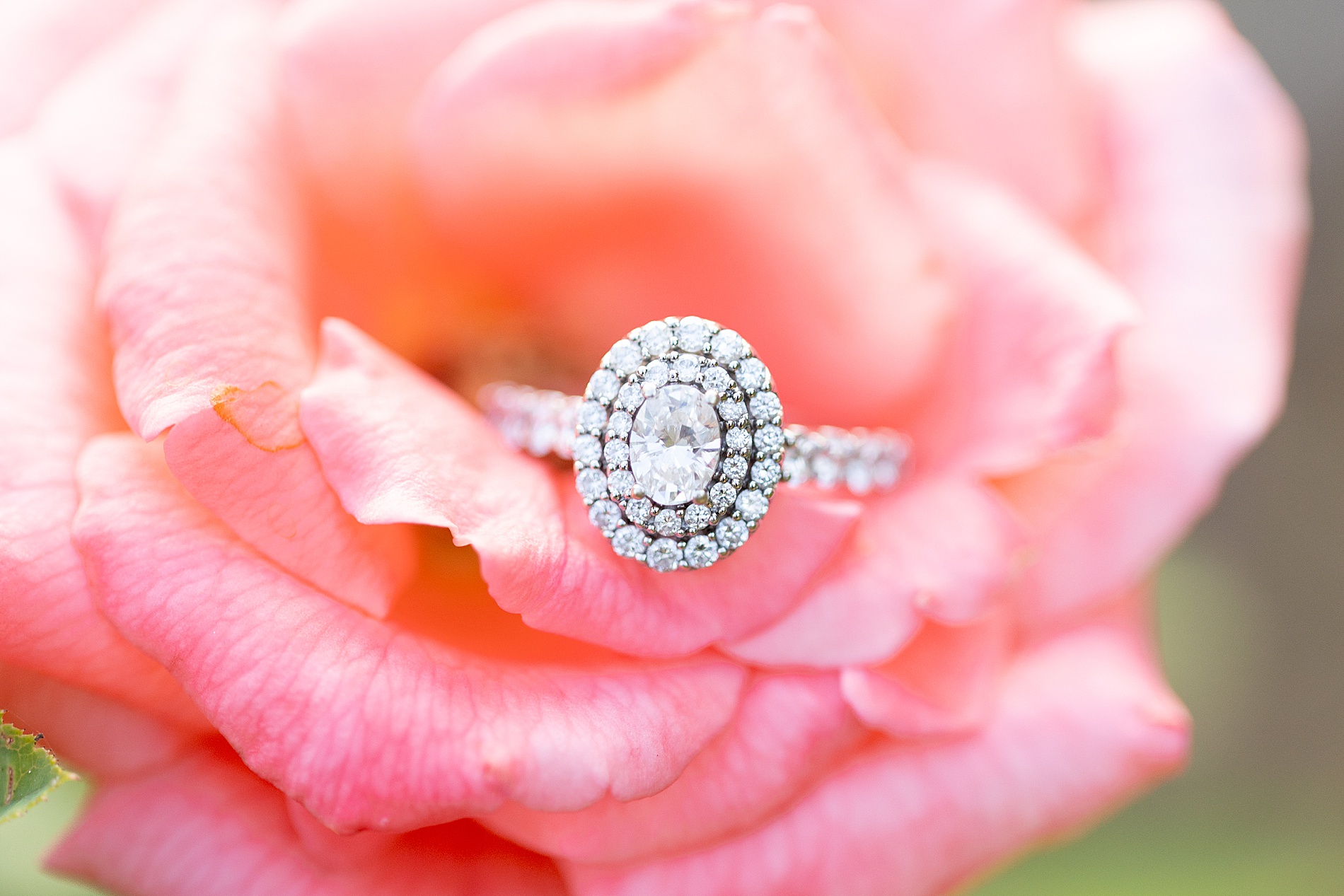 engagement ring in pink rose