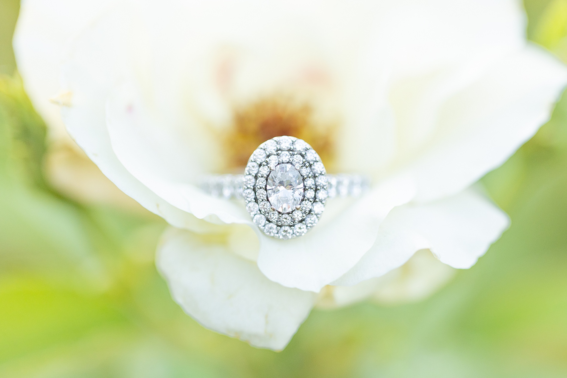 engagement ring in white flower 