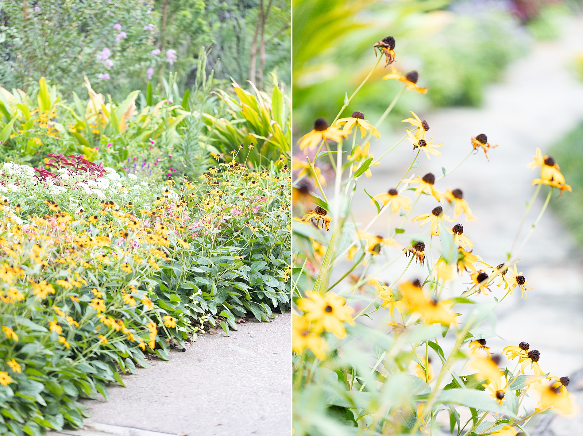 yellow flowers line walking path at Tyler Rose Garden