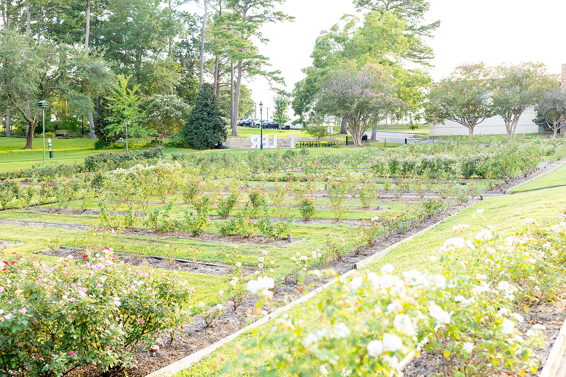 Dreamy Engagement Session at Tyler Rose Garden