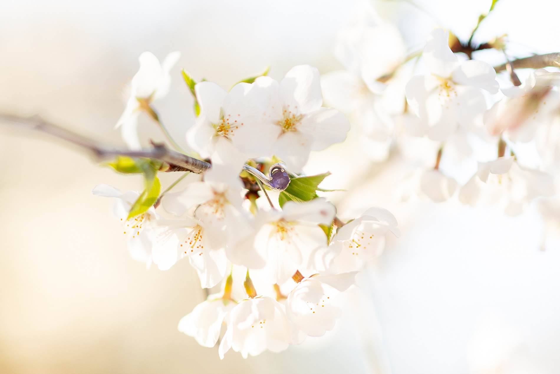engagement ring on cluster of white flowers