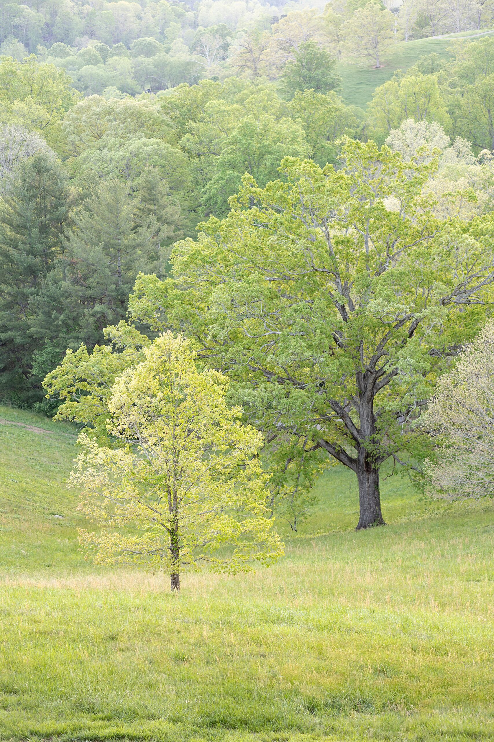 green trees at springtime