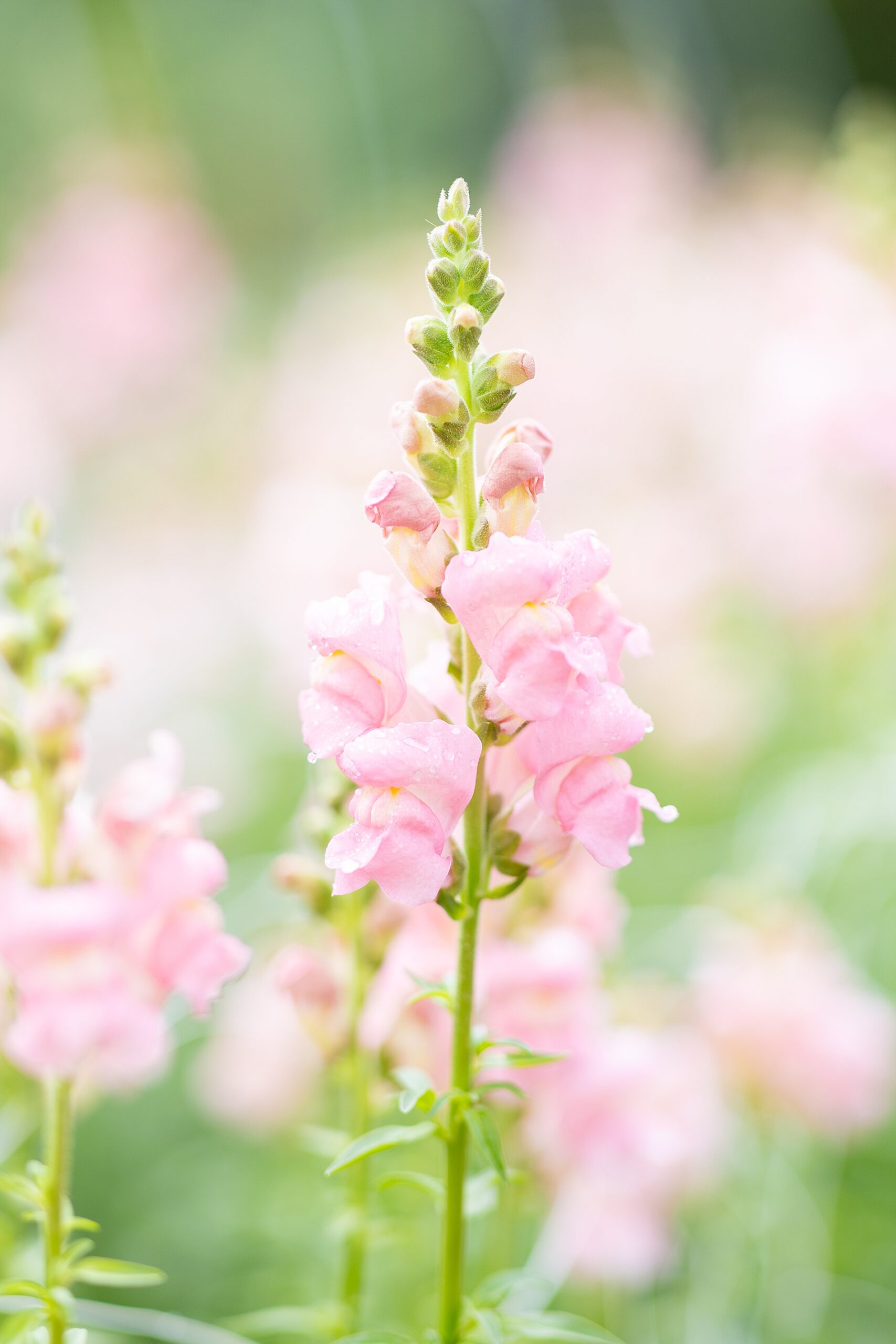 pink spring flowers