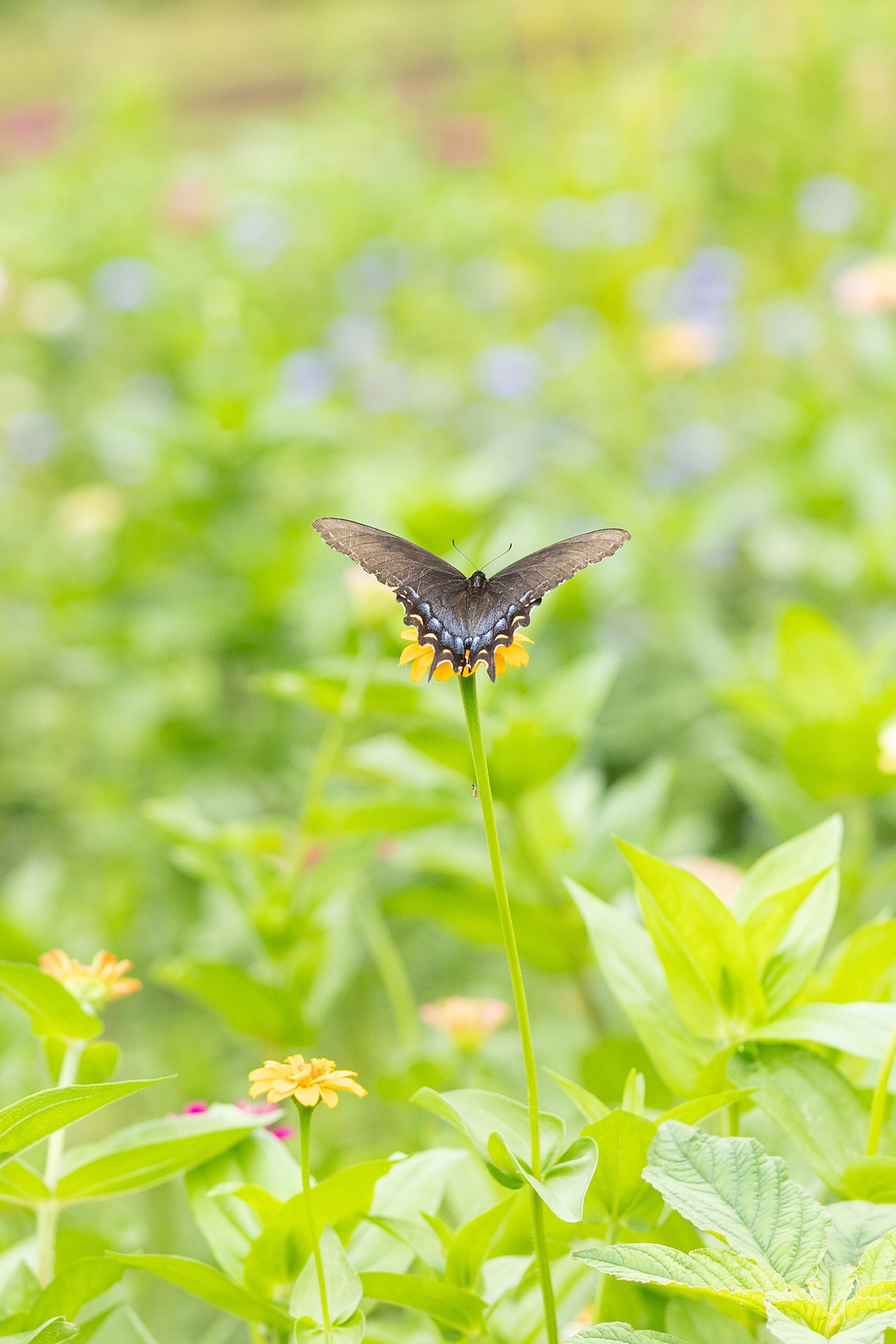 butterfly lands on flower