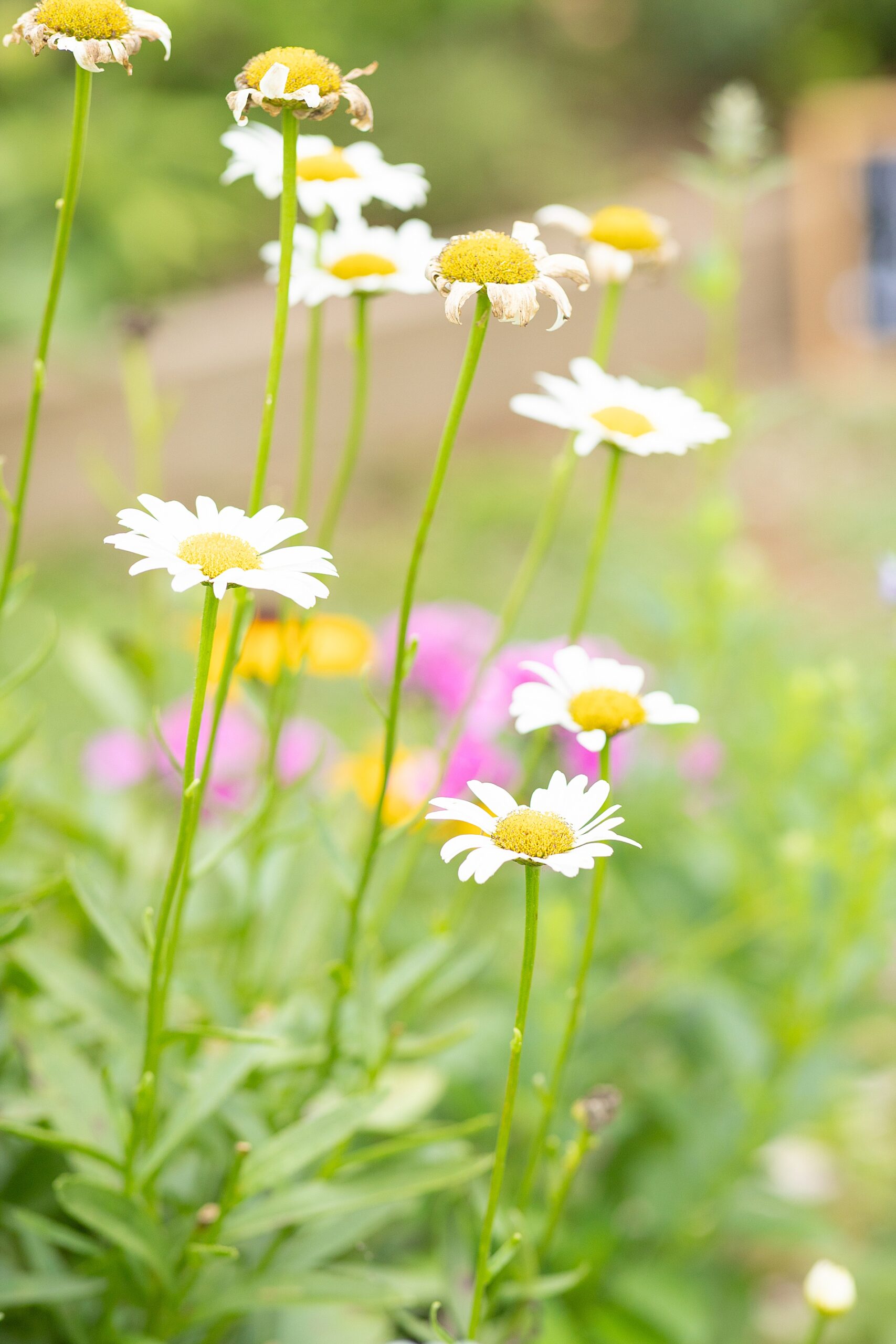 wildflowers in field 