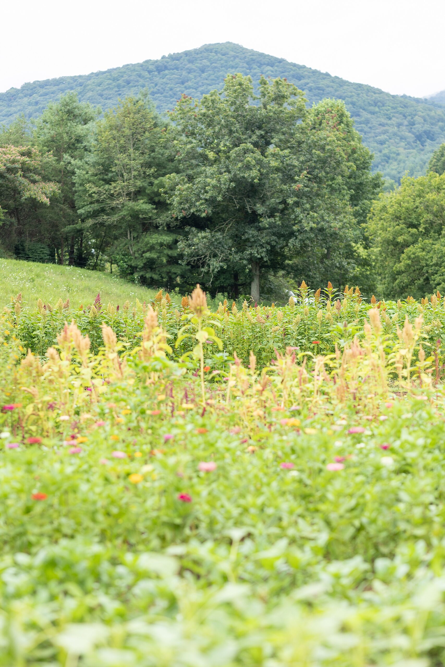 Mountain views at The Never Ending Flower Farm in Asheville, NC 