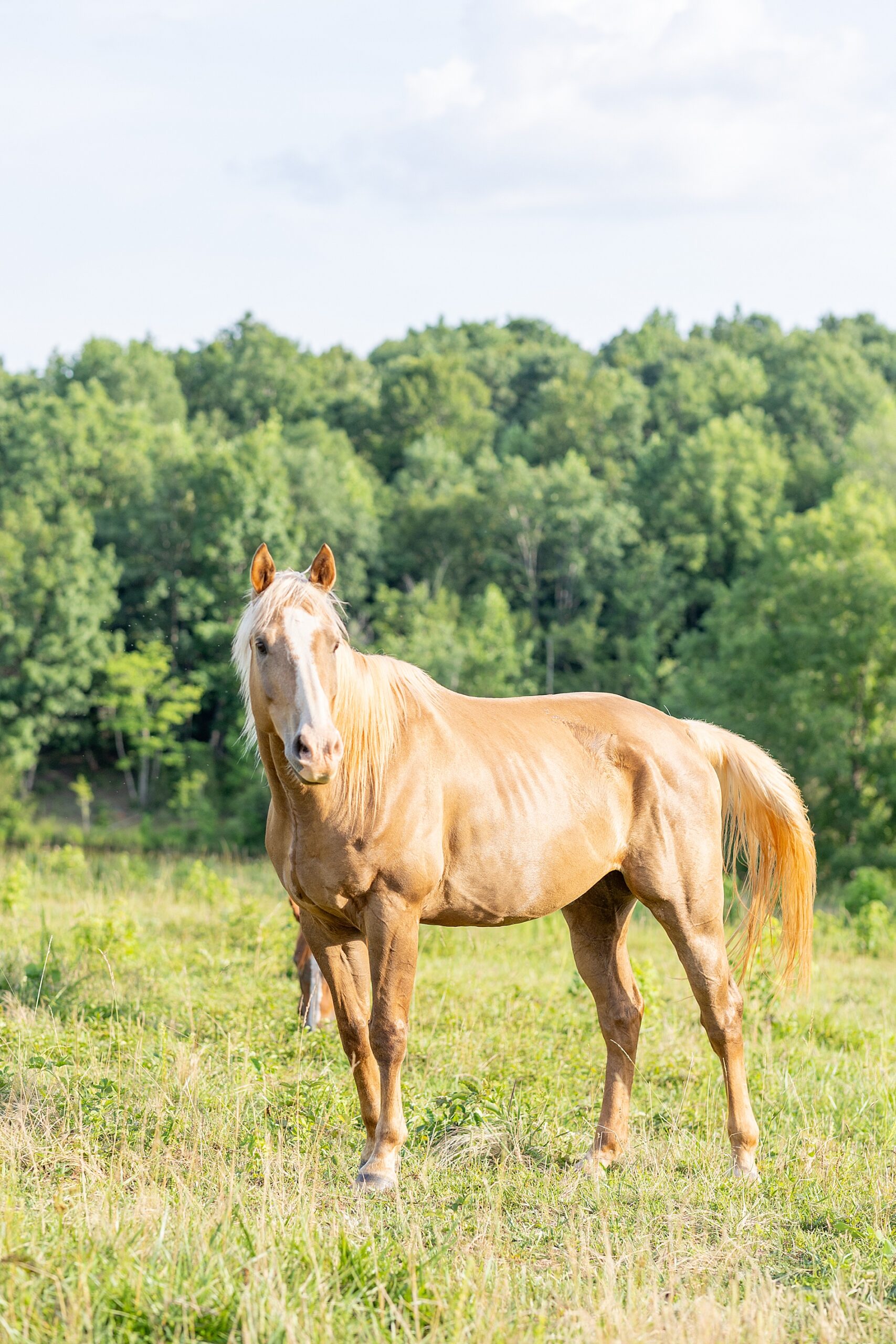 portrait of horse from Greenville, SC Outdoor Lifestyle Session