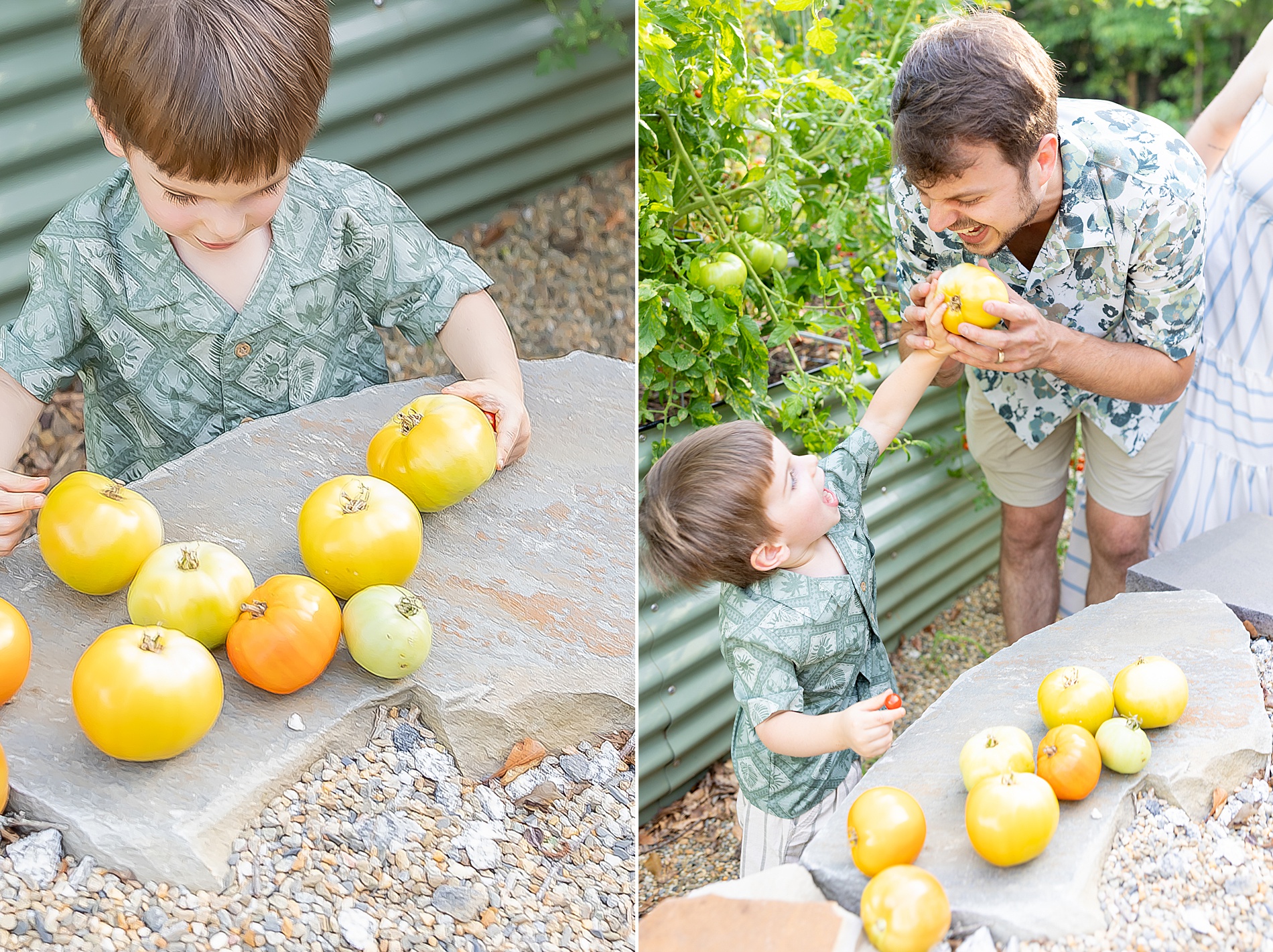 little boy picking tomatoes