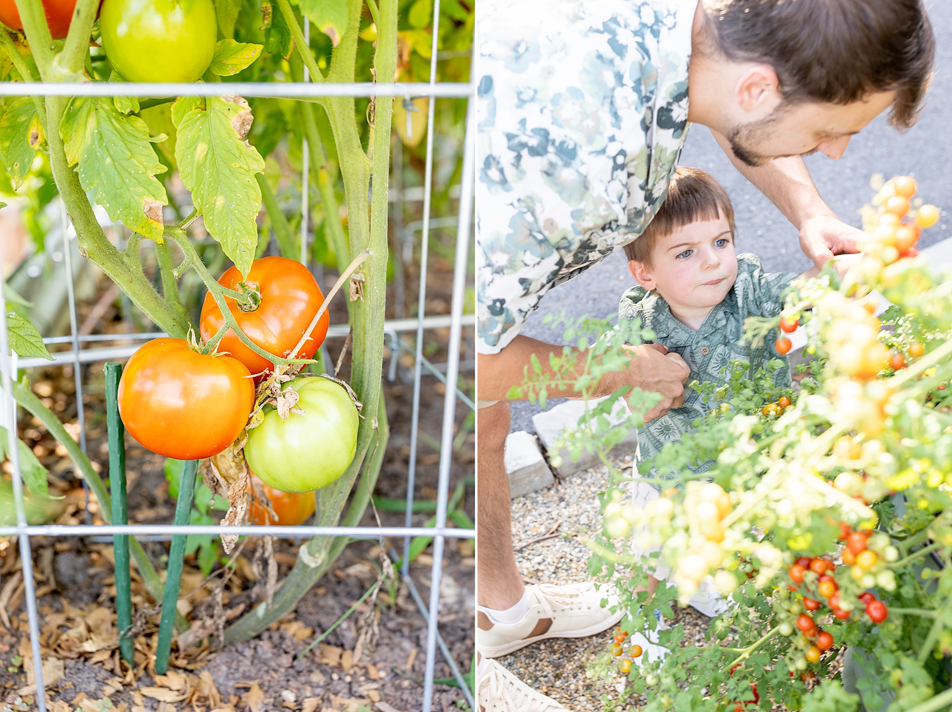 lifestyle family portraits picking tomatoes from garden