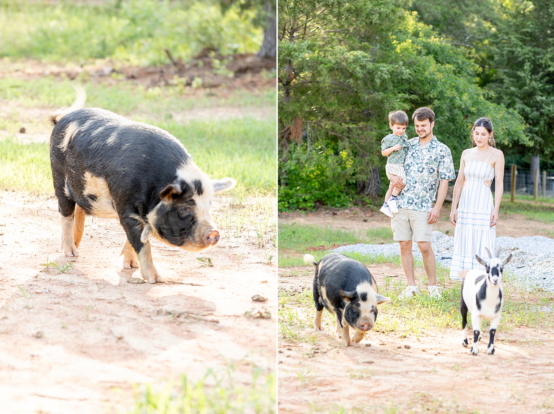 family portraits on their farm surrounded by their animals