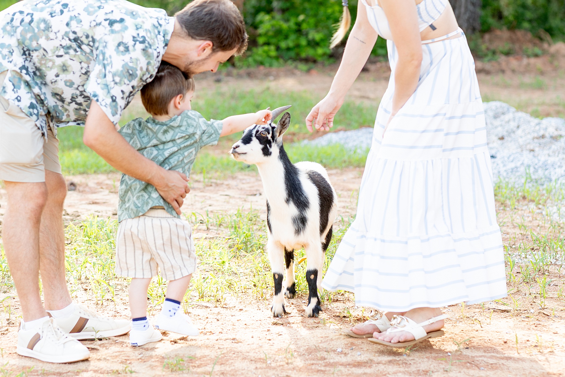 little boy pets goats on family property