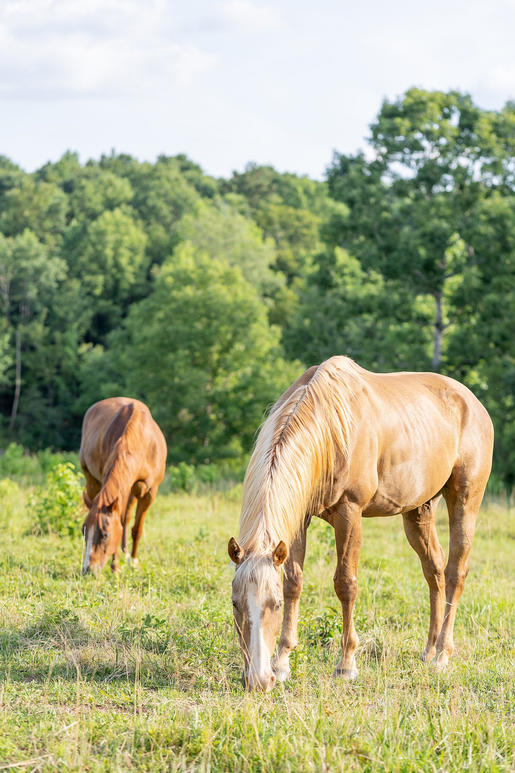horses roam in field on family farm