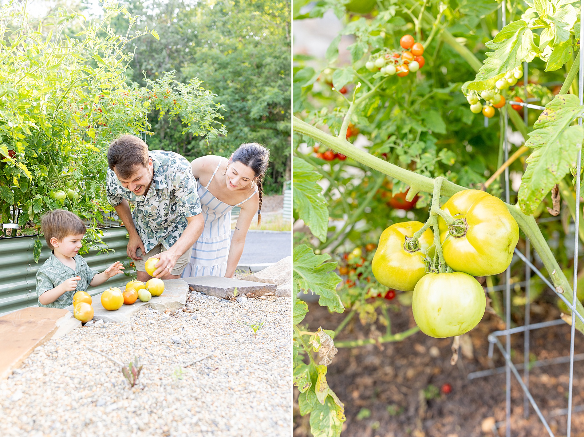 family picking tomatoes from garden during at-home lifestyle session