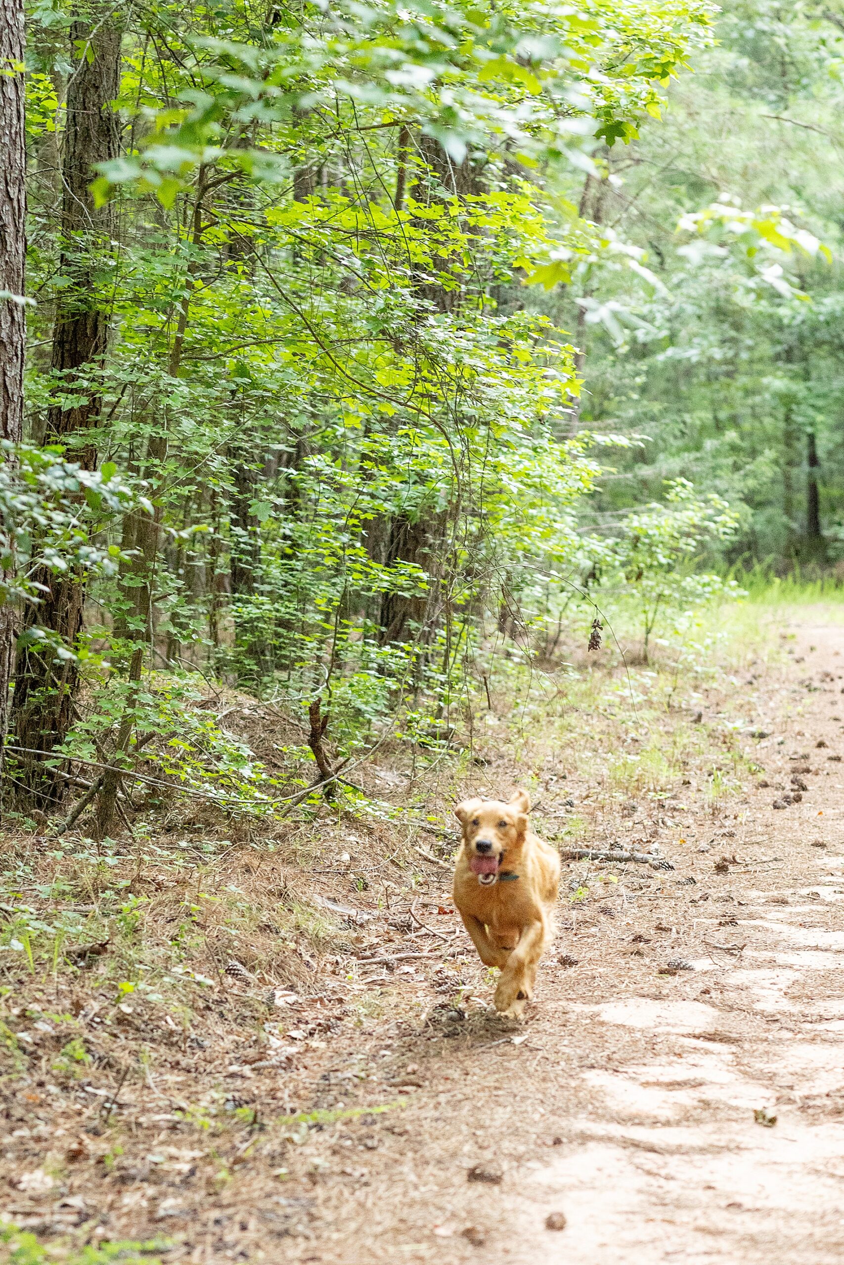 family dog runs down path