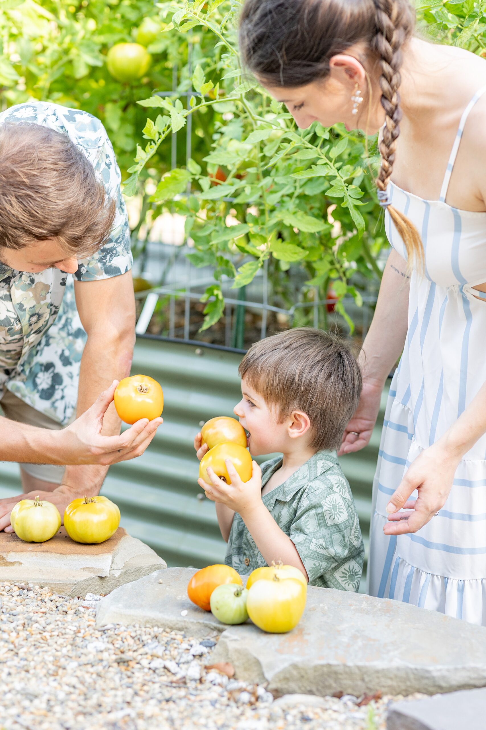 family picking tomatoes from garden during Greenville, SC Outdoor Lifestyle Session