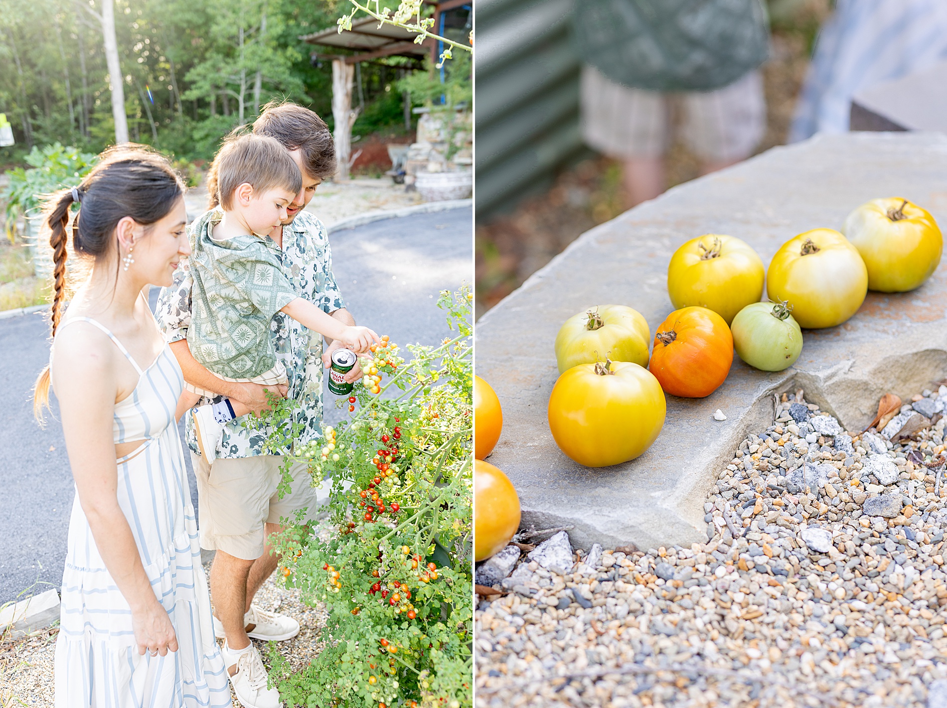 family picking tomatoes on family land