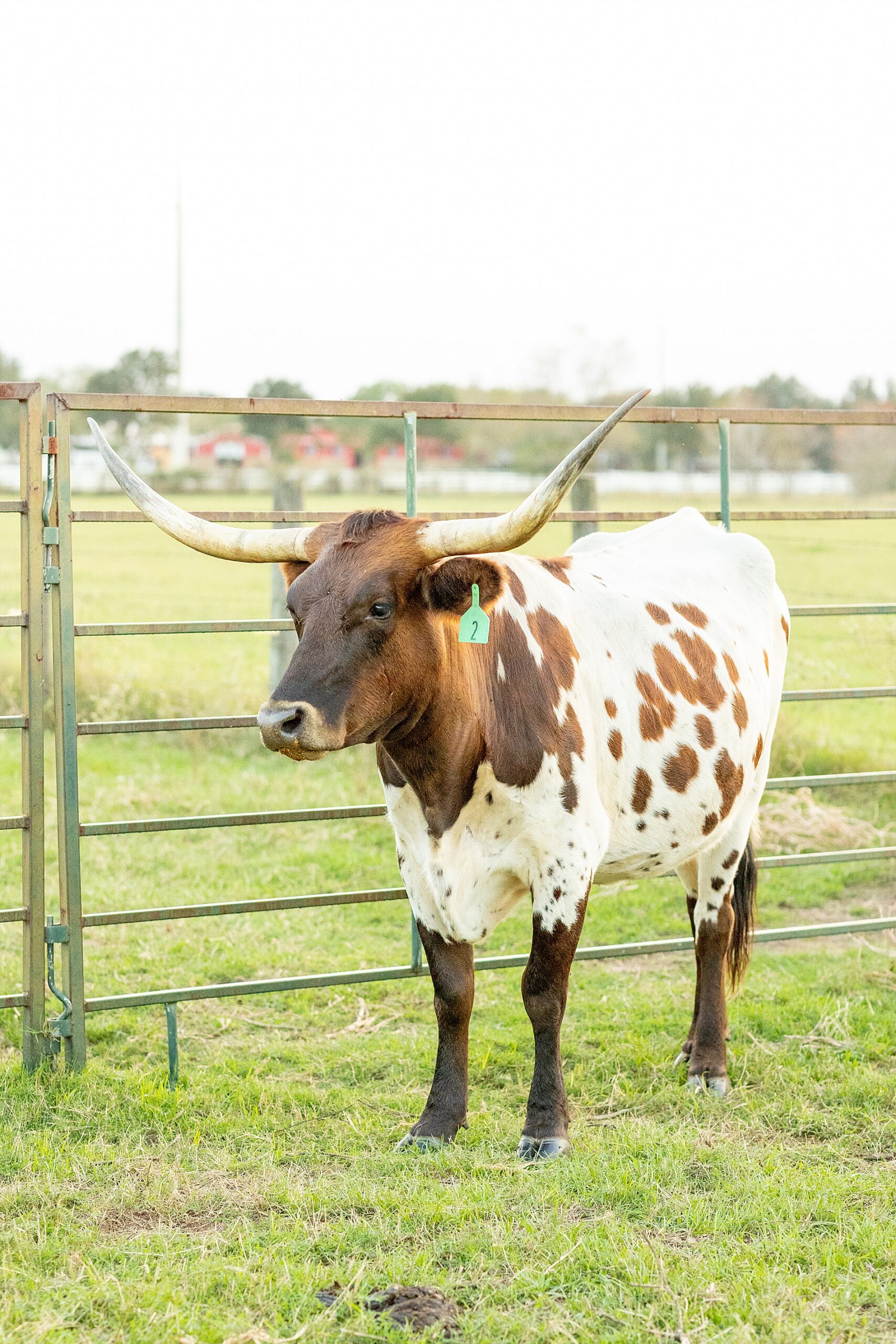 Texas Longhorn
