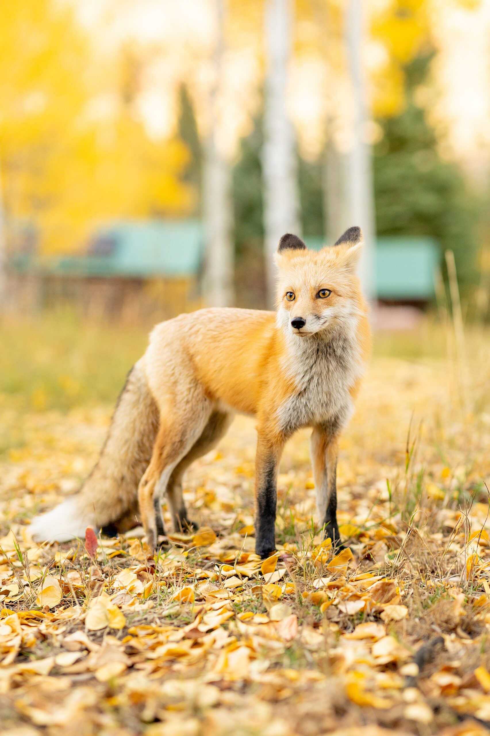 fox in fall landscape