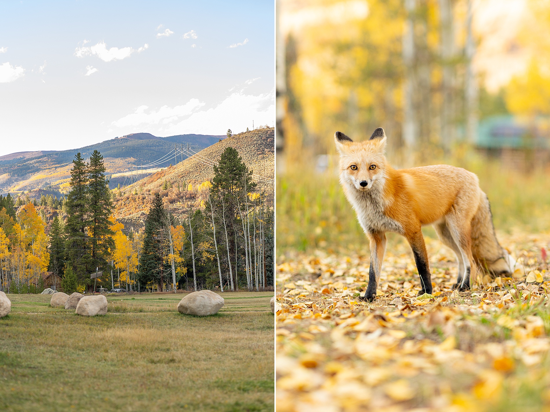 fox in fall landscape