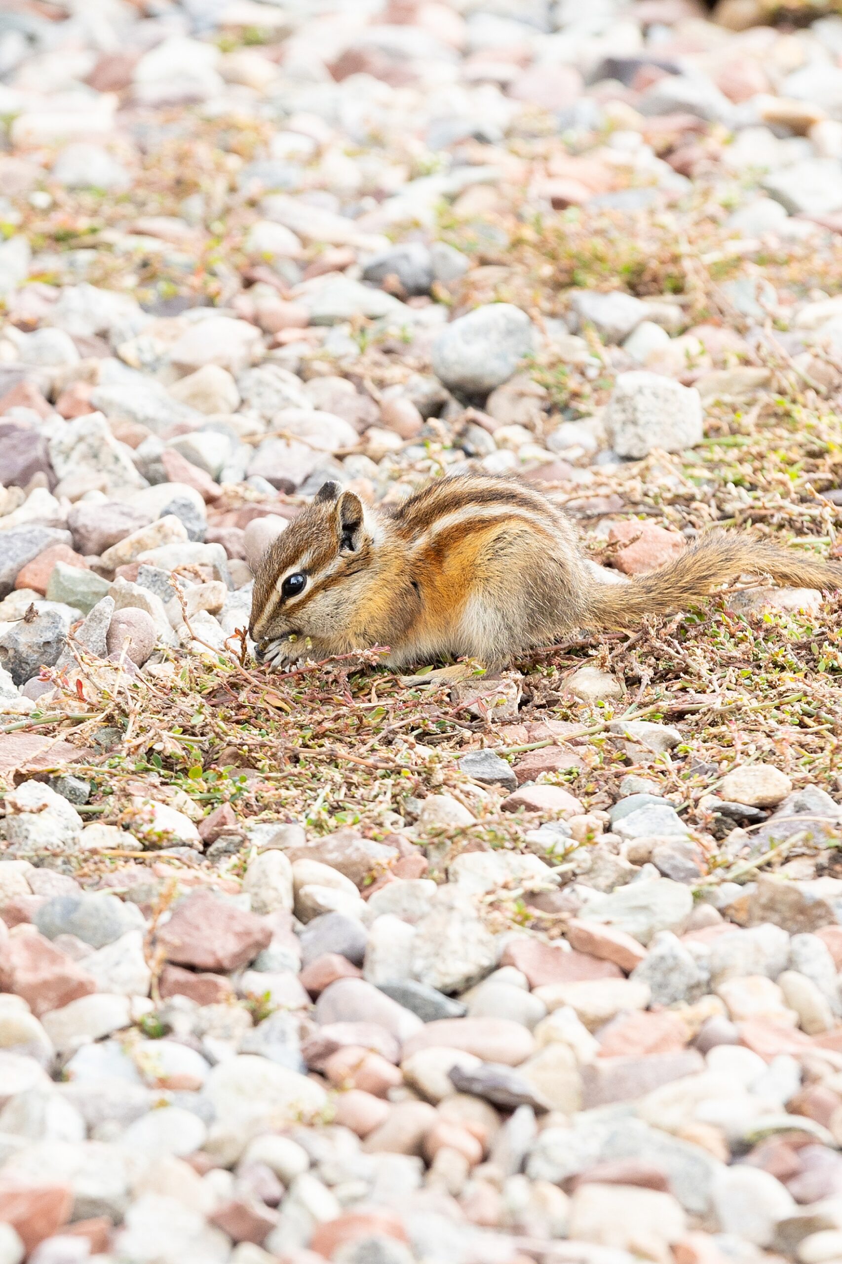 chipmunk in gravel