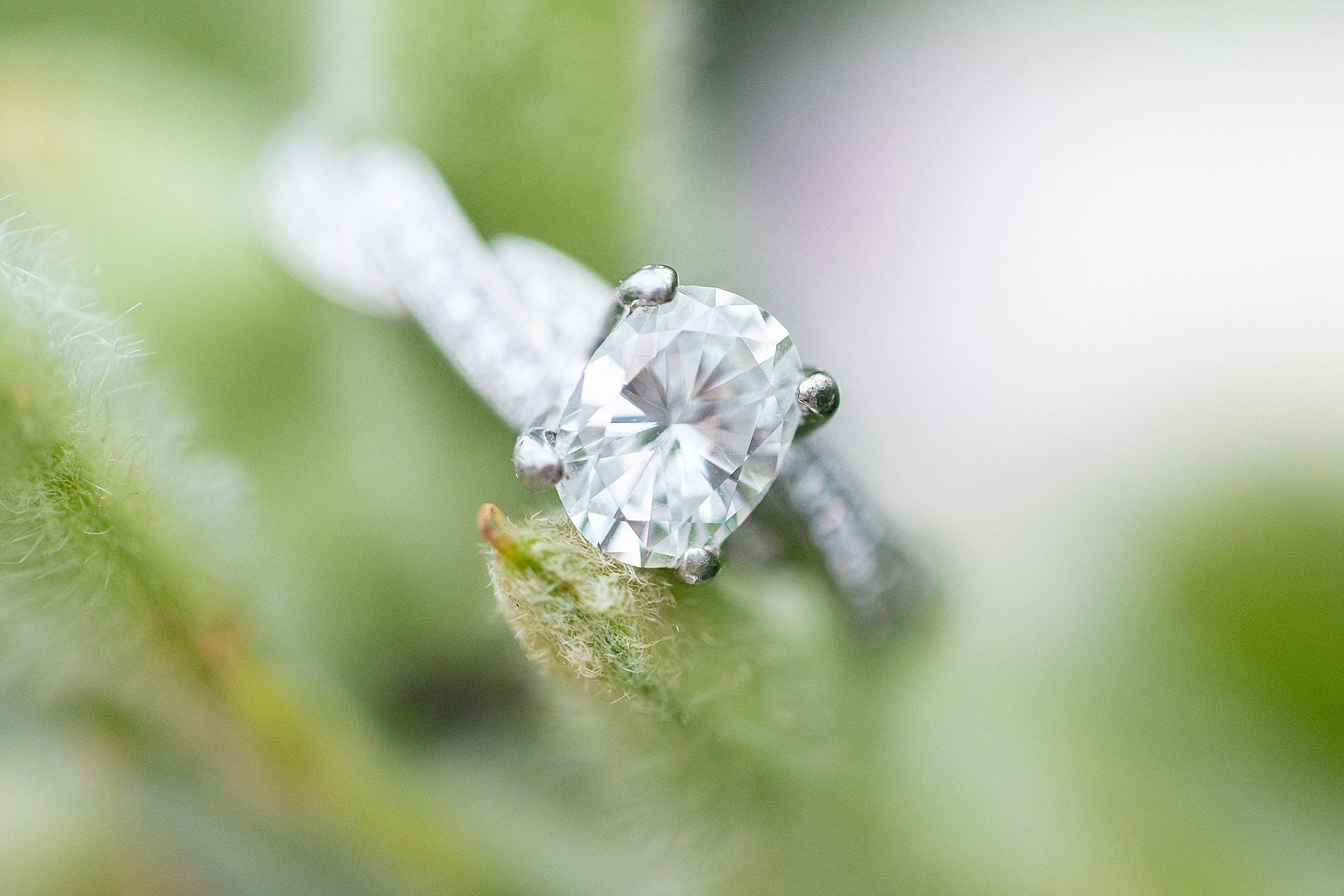 engagement ring on plant
